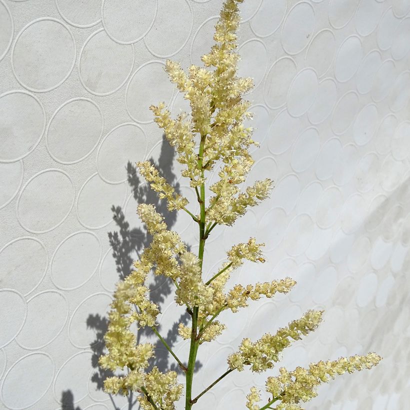 Astilbe arendsii Bumalda (Flowering)