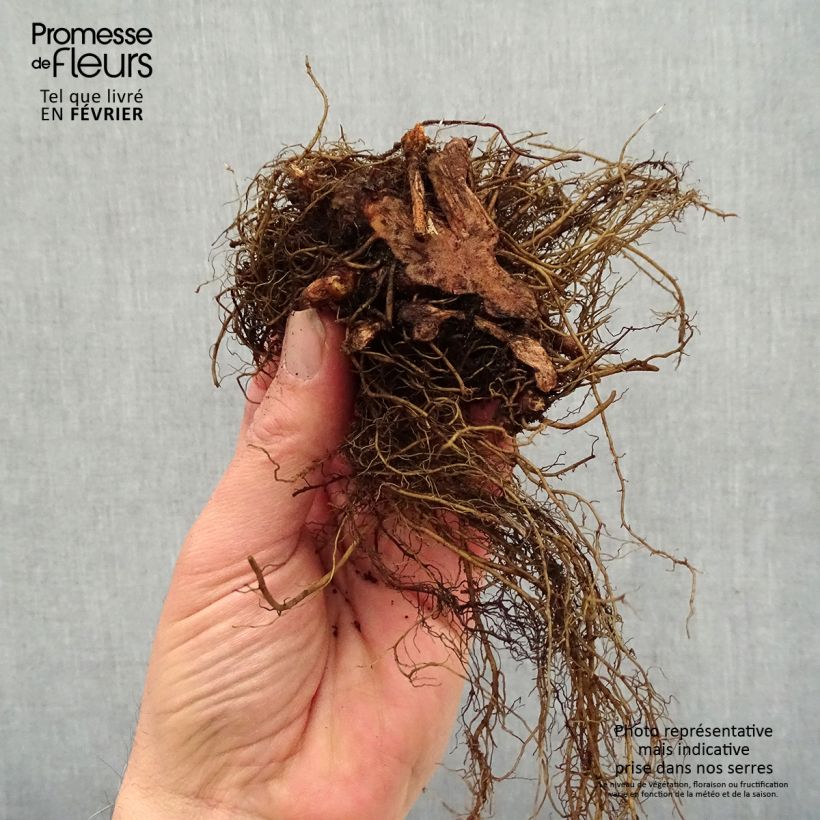 Astilbe Color Flash Bare root sample as delivered in winter