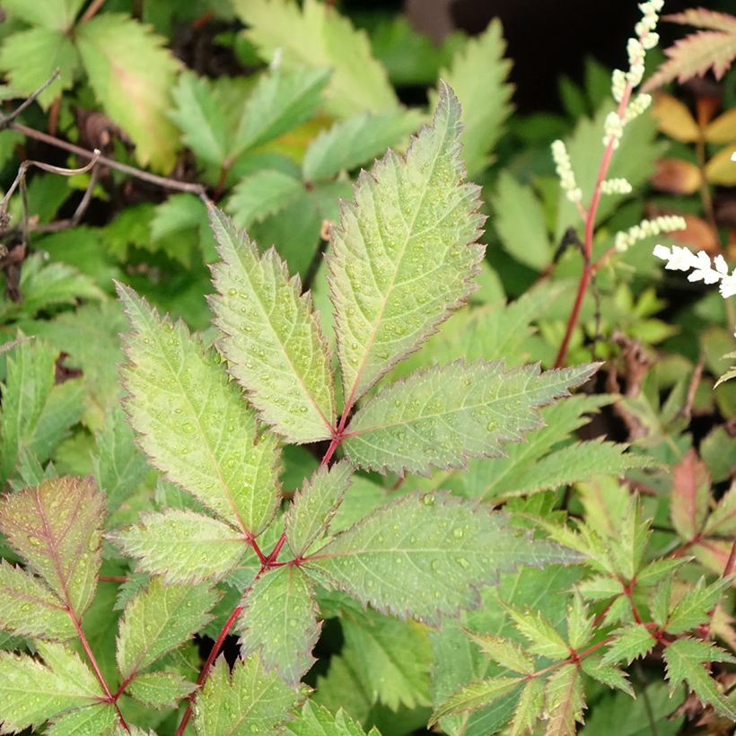 Astilbe arendsii Moccachino (Foliage)