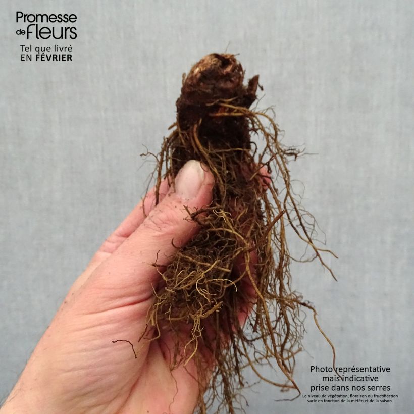 Astilbe arendsii Moccachino  - en racines nues  sample as delivered in winter