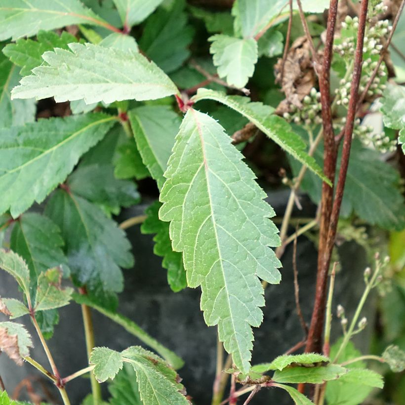 Astilbe Rock and Roll (Foliage)