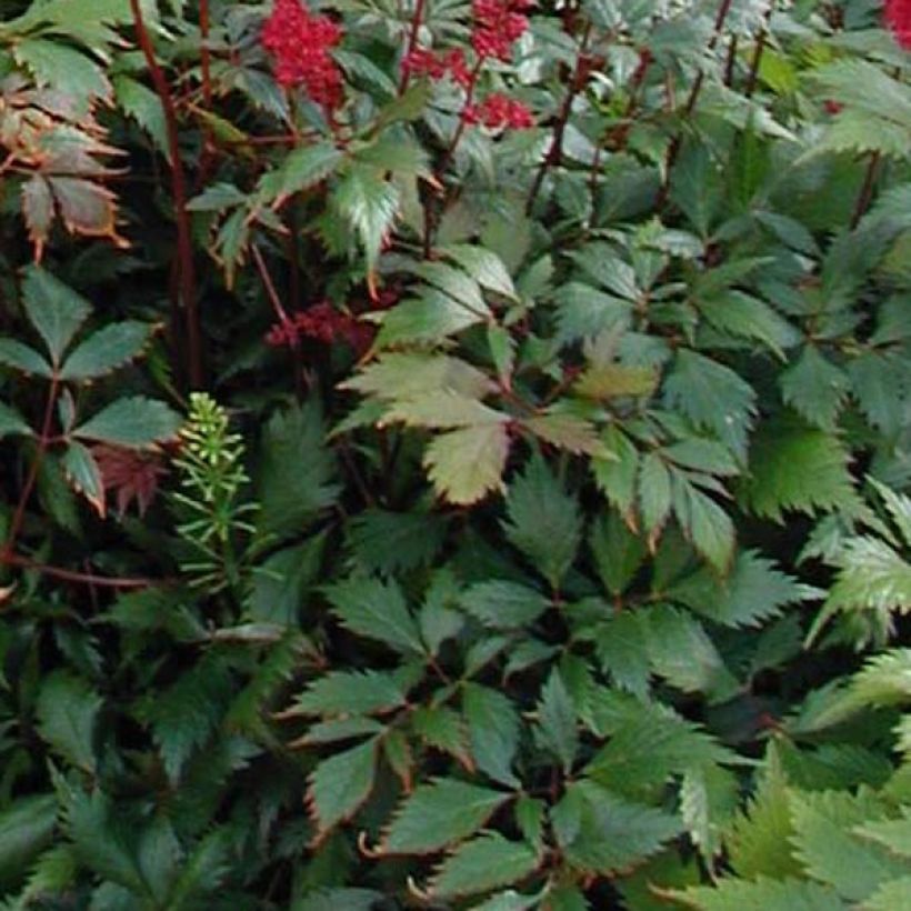 Astilbe Fanal (Foliage)