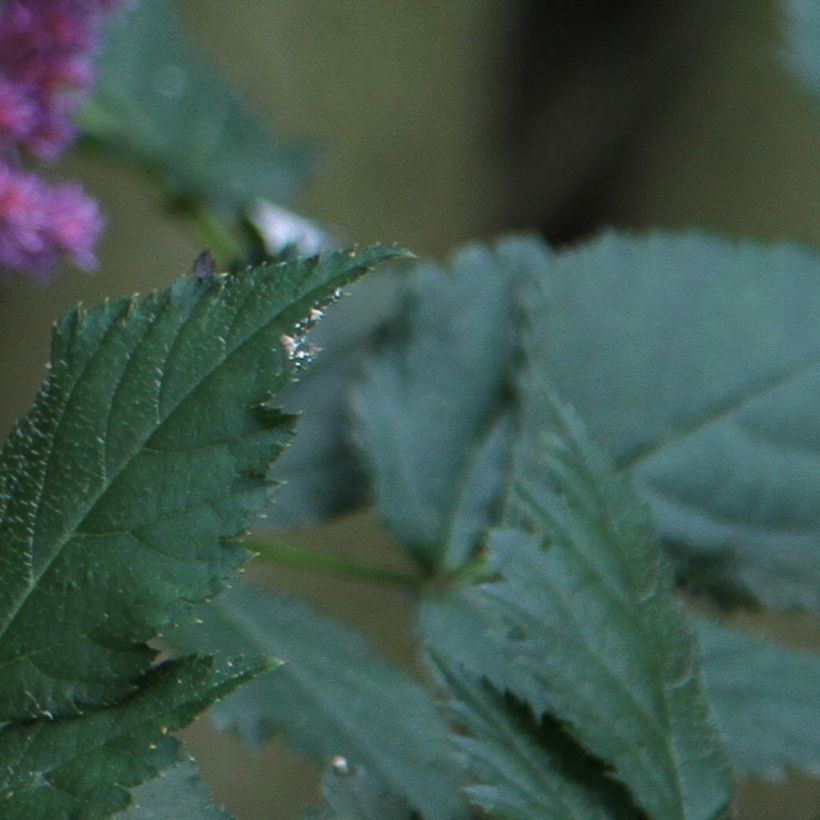 Astilbe chinensis - Chinese Astilbe (Foliage)