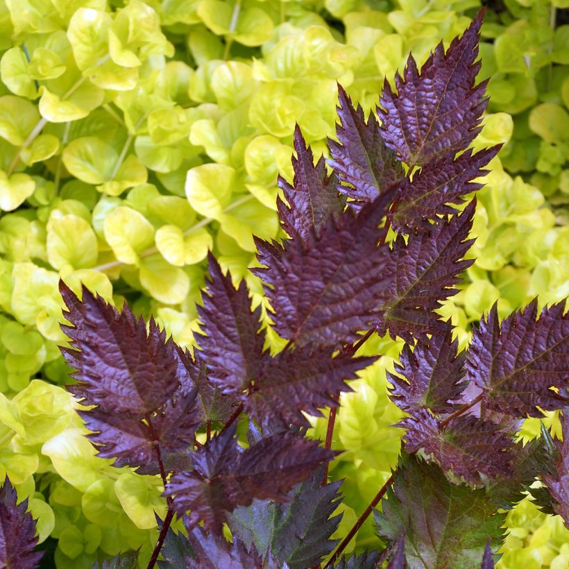 Astilbe Delft Lace - Japanese Astilbe (Foliage)