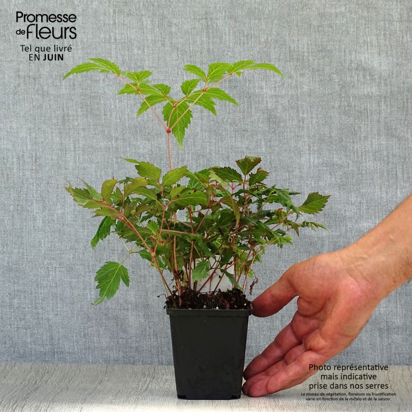 Astilbe Montgomery 8/9 cm pot sample as delivered in summer