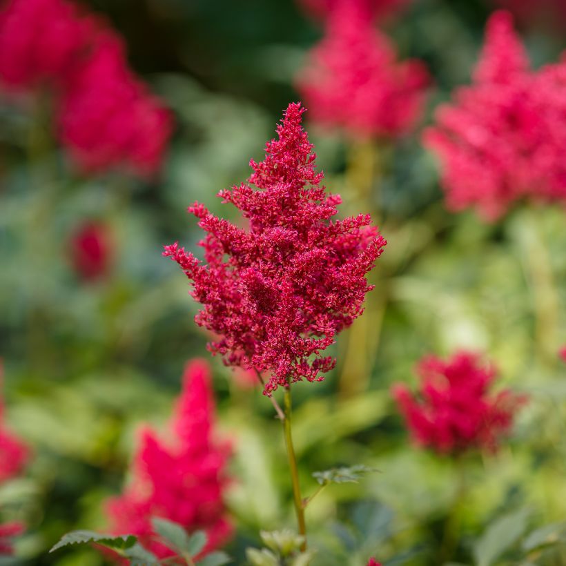 Astilbe japonica 'Red Sentinel' (Flowering)