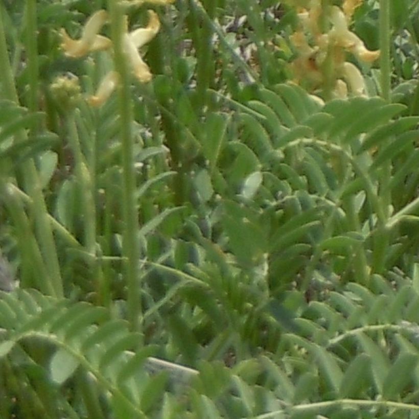 Astragalus canadensis - Canadian Milkvetch (Foliage)