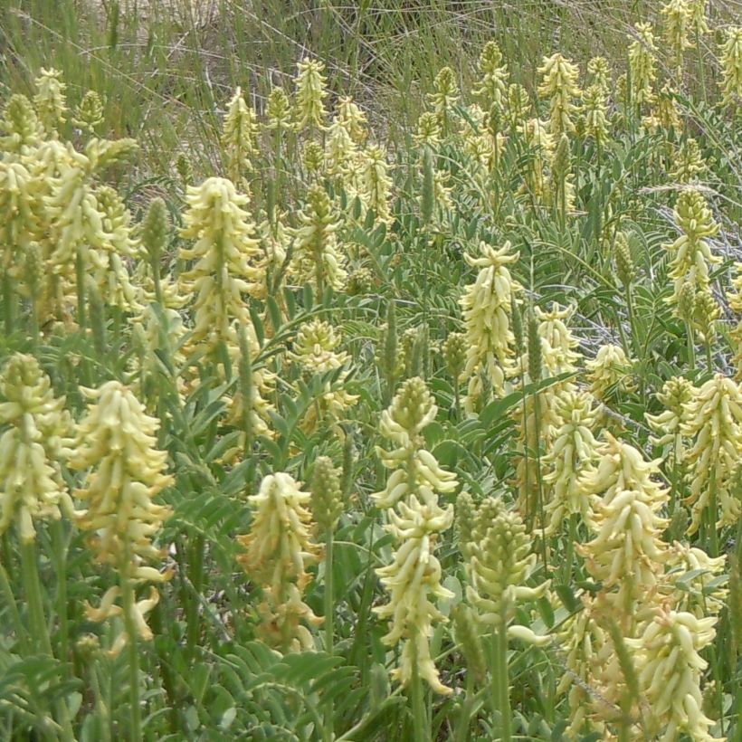 Astragalus canadensis - Canadian Milkvetch (Plant habit)