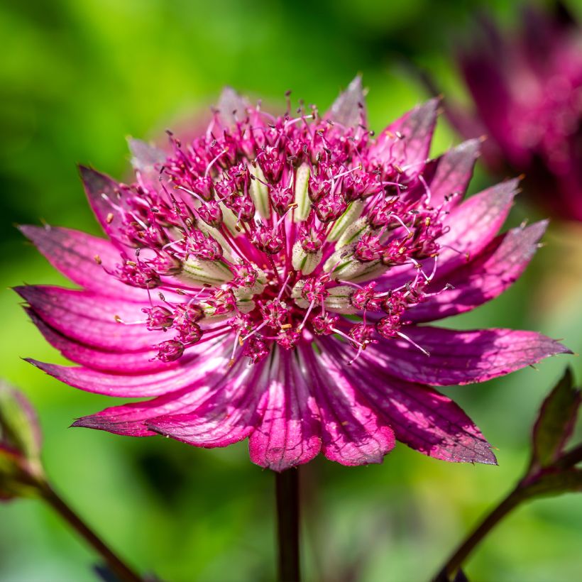 Astrantia major Star of Love - Masterwort (Flowering)