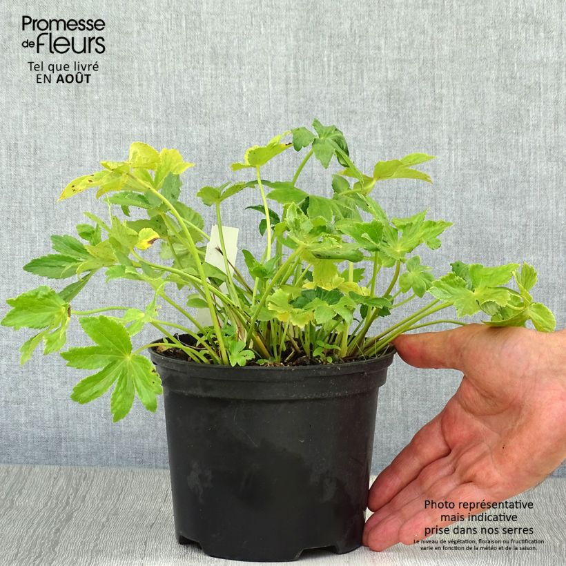 Astrantia major Star of Billion - Masterwort 2L/3L pot sample as delivered in summer