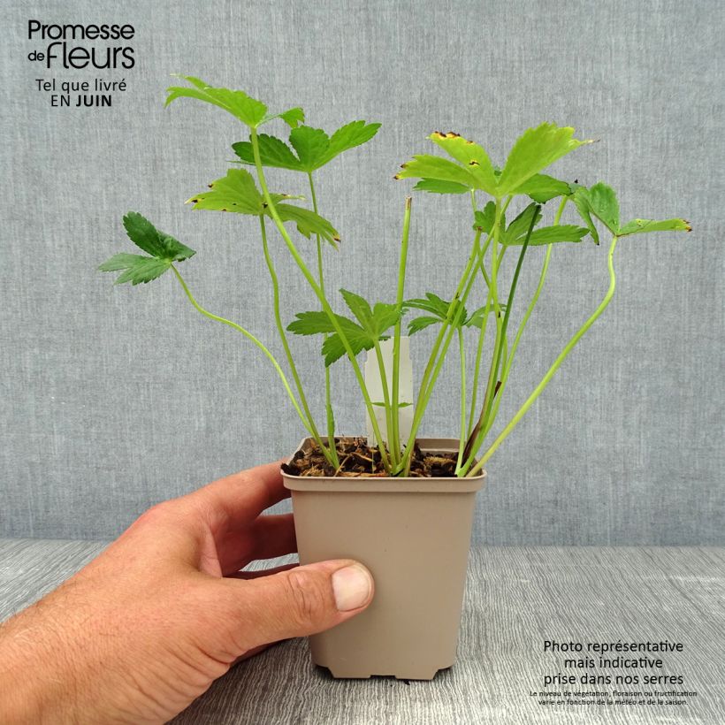 Astrantia major 'Alba'  8/9 cm pot sample as delivered in summer
