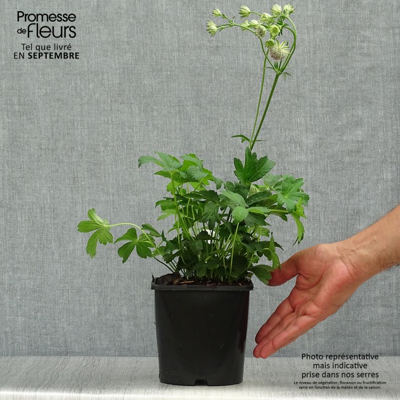 Astrantia major Buckland - Great Masterwort 2L/3L pot sample as delivered in autumn
