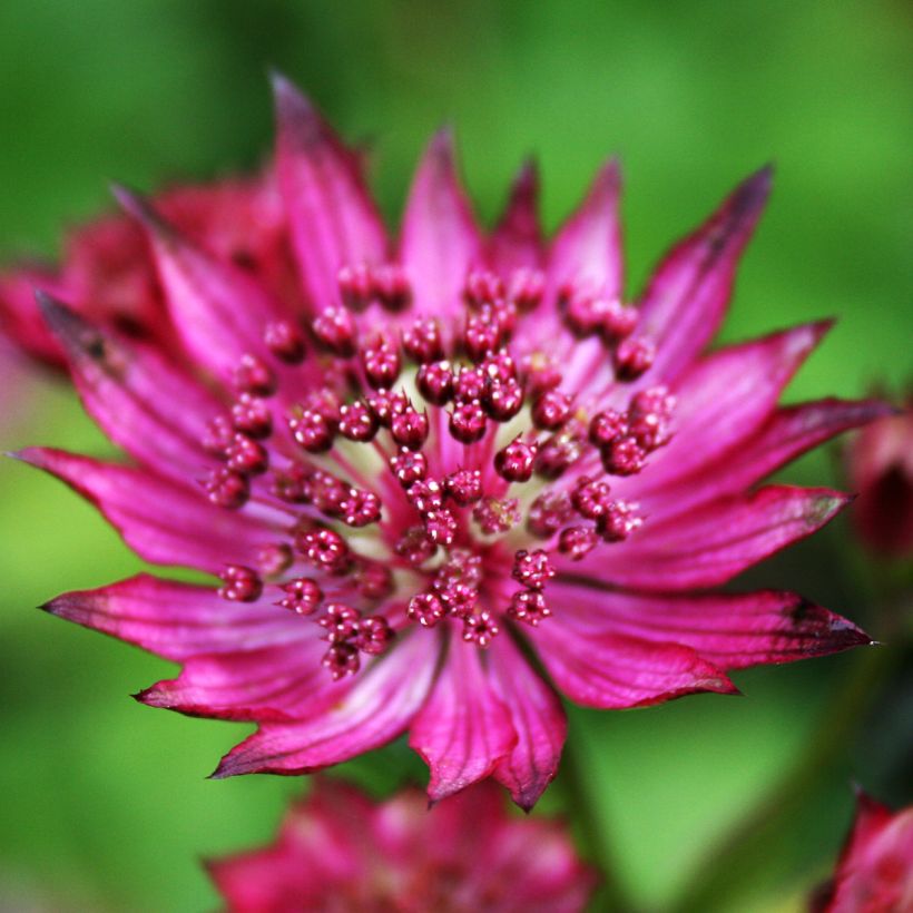 Astrantia major Burgundy Manor - Great Masterwort (Flowering)