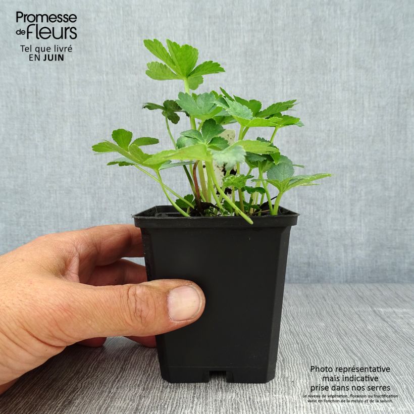 Astrantia major Primadonna - Great Masterwort 8/9 cm pot sample as delivered in summer