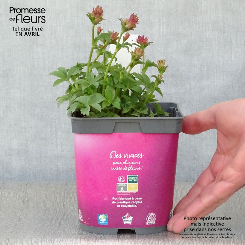 Astrantia major 'Roma' 2L/3L pot sample as delivered in spring