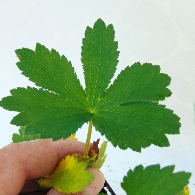 Astrantia major Rubra - Masterwort (Foliage)