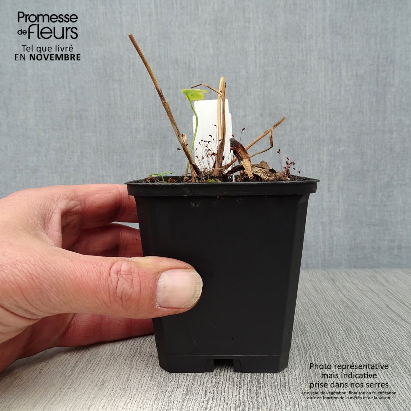 Astrantia major Rubra - Masterwort 8/9 cm pot sample as delivered in autumn