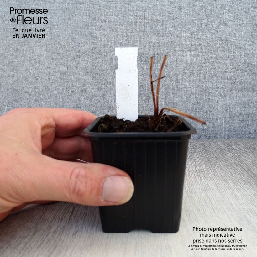 Astrantia major Ruby Flame Hyrume - Masterwort 8/9 cm pot sample as delivered in winter