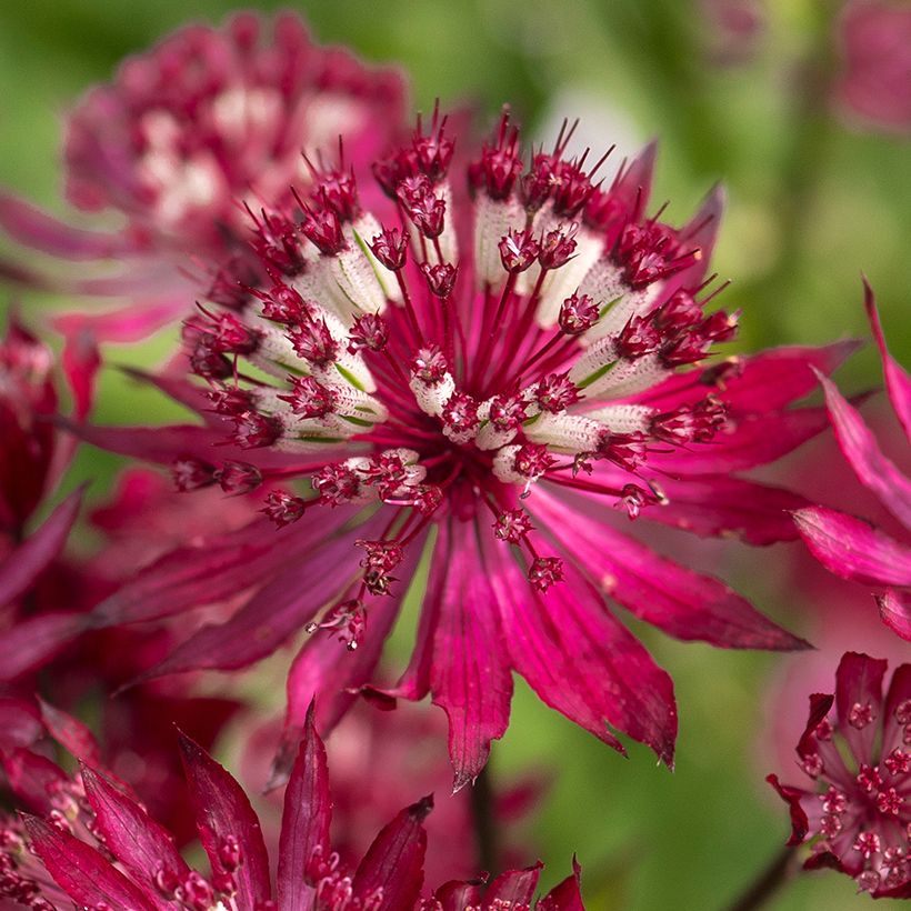 Astrantia major Ruby Flame Hyrume - Masterwort (Flowering)
