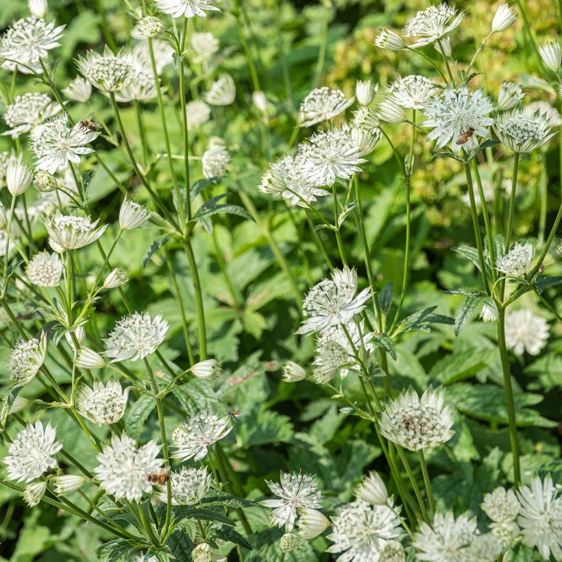 Astrantia major Shaggy - Masterwort (Flowering)