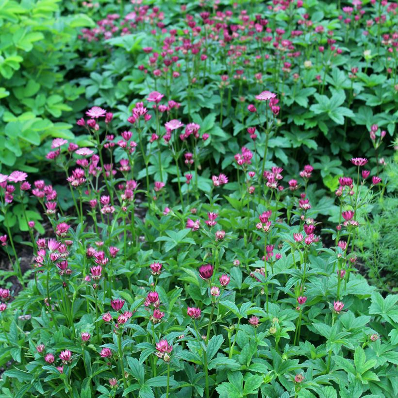 Astrantia major Venice - Masterwort (Plant habit)