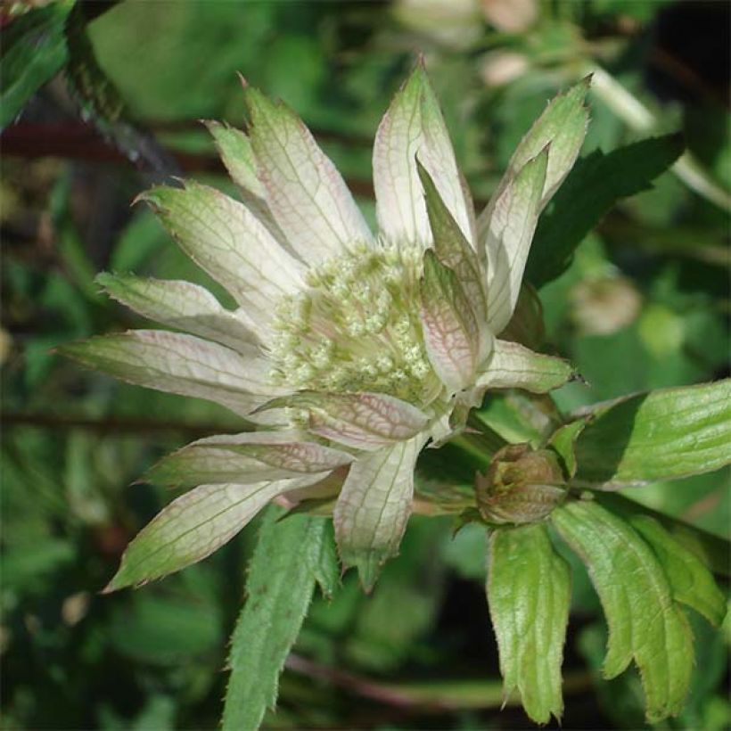 Astrantia major Princesse Sturdza - Masterwort (Flowering)
