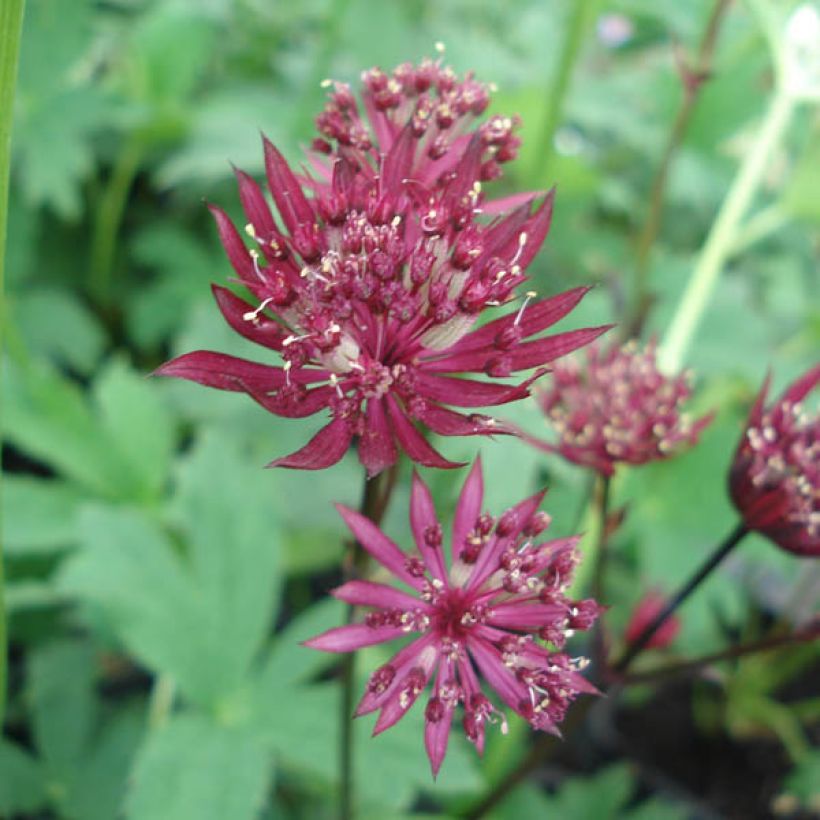 Astrantia major Ruby Star - Masterwort (Flowering)