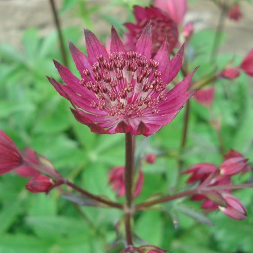 Astrantia major Ruby Wedding - Masterwort (Flowering)