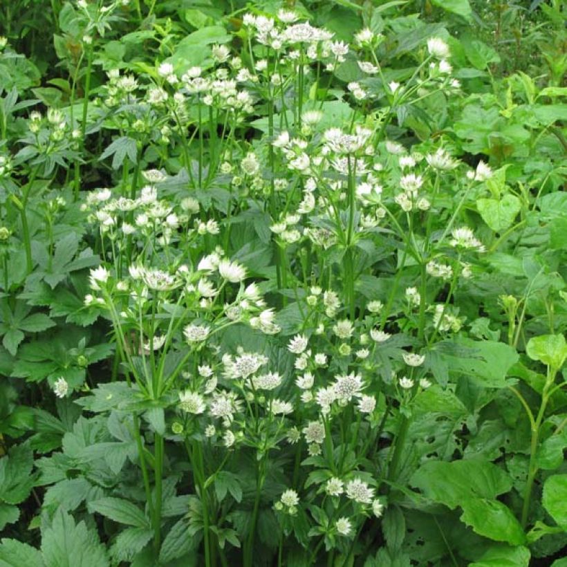 Astrantia major Star of Billion - Masterwort (Plant habit)