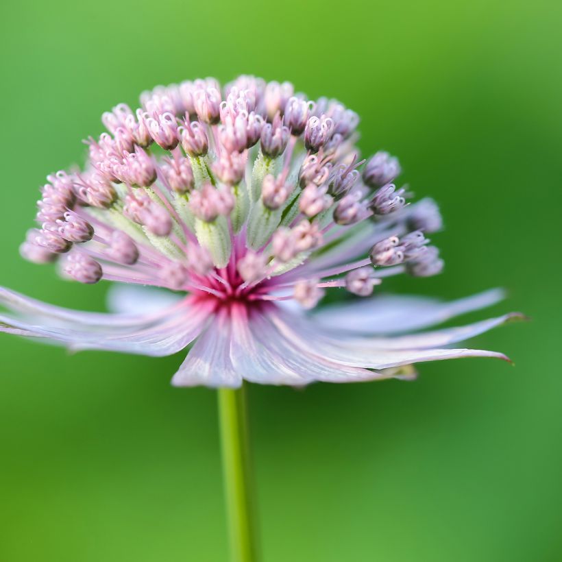 Astrantia major - Masterwort (Flowering)