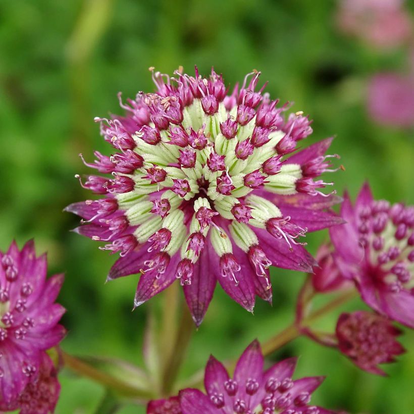 Astrantia major Star of Beauty - Masterwort (Flowering)
