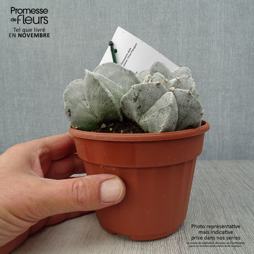 Astrophytum myriostigma - Bonnet d'evêque Pot de 13 cm sample as delivered in autumn