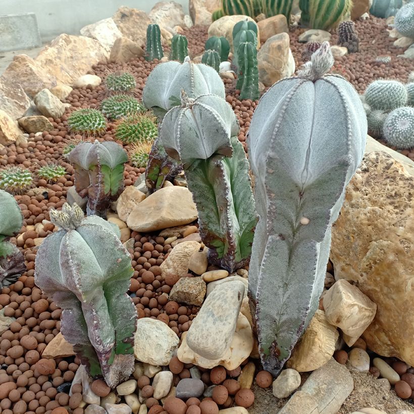 Astrophytum myriostigma (Plant habit)