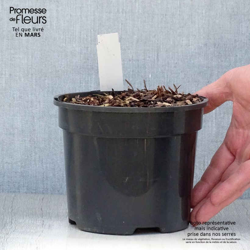 Athyrium niponicum var. pictum Ghost - Painted Fern 2L/3L pot sample as delivered in spring