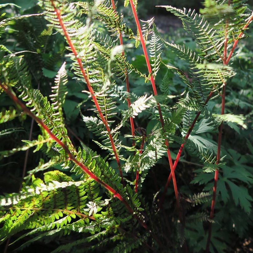 Athyrium filix-femina Lady in Red - Lady Fern (Foliage)