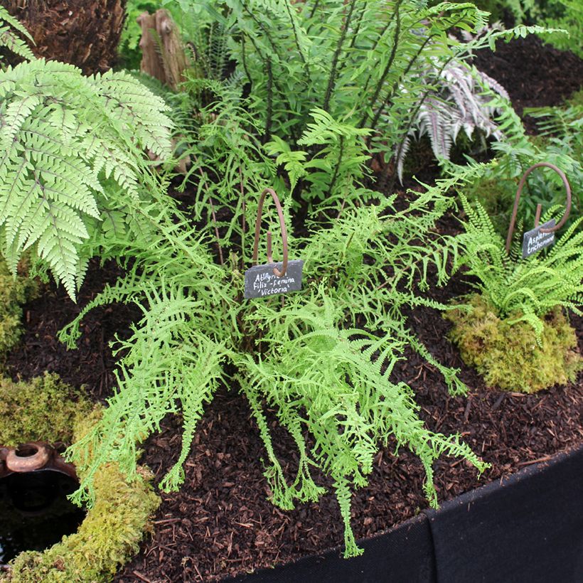 Athyrium filix-femina Victoriae - Lady Fern (Plant habit)