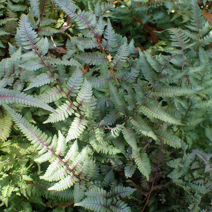 Athyrium niponicum Burgundy Lace - Painted Fern (Plant habit)