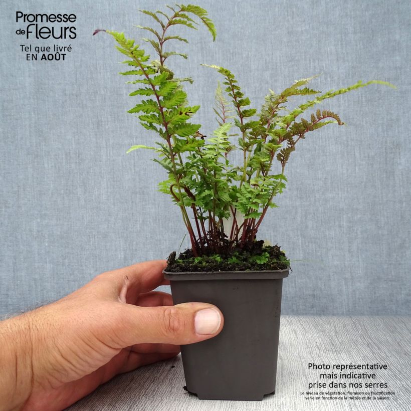 Athyrium niponicum Burgundy Lace - Painted Fern 8/9 cm pot sample as delivered in summer