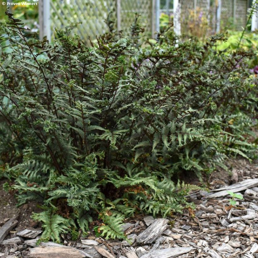 Athyrium niponicum Crested Surf - Painted Fern (Plant habit)