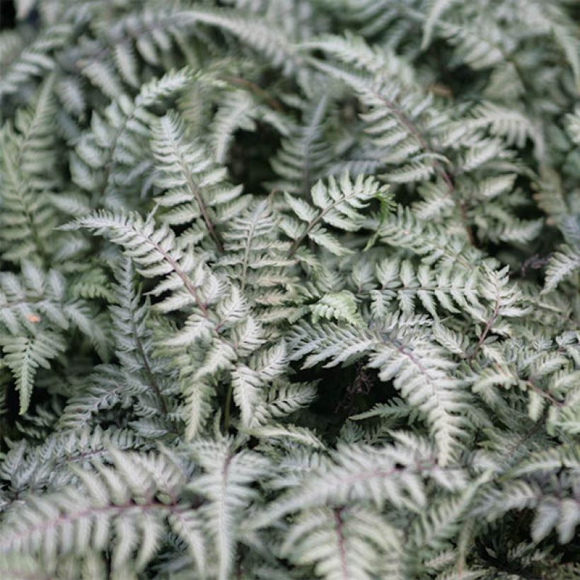 Athyrium niponicum Pewter Lace - Painted Fern (Foliage)