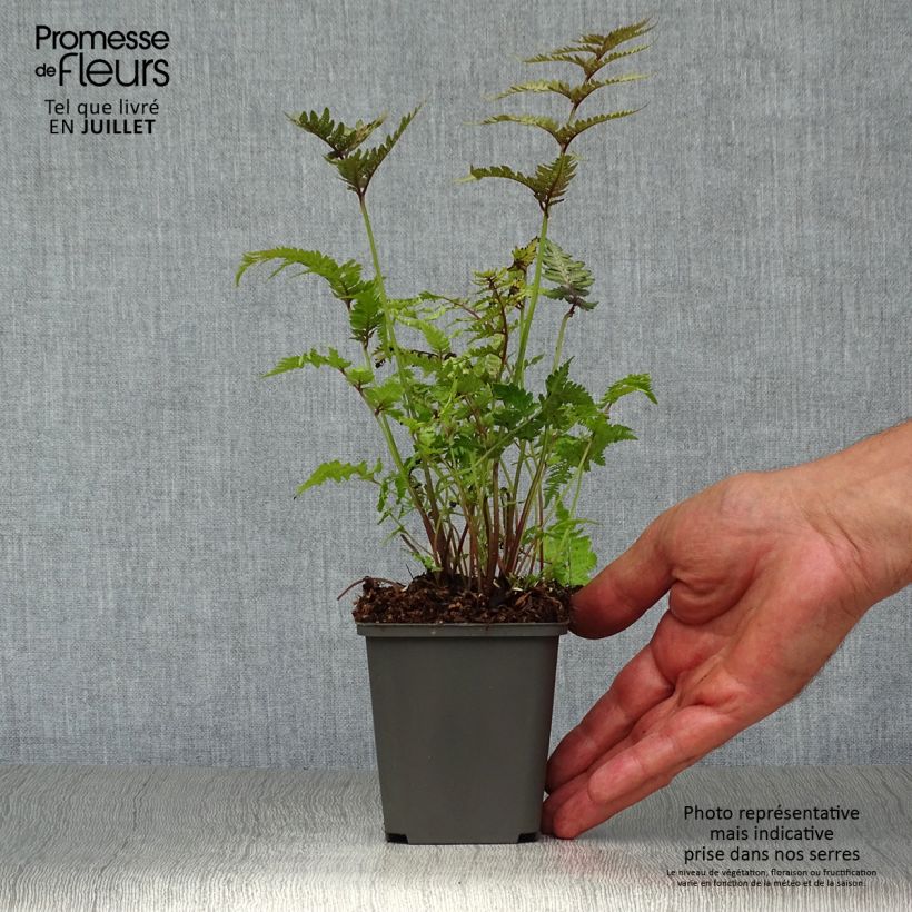 Athyrium niponicum Pewter Lace - Painted Fern 8/9 cm pot sample as delivered in summer
