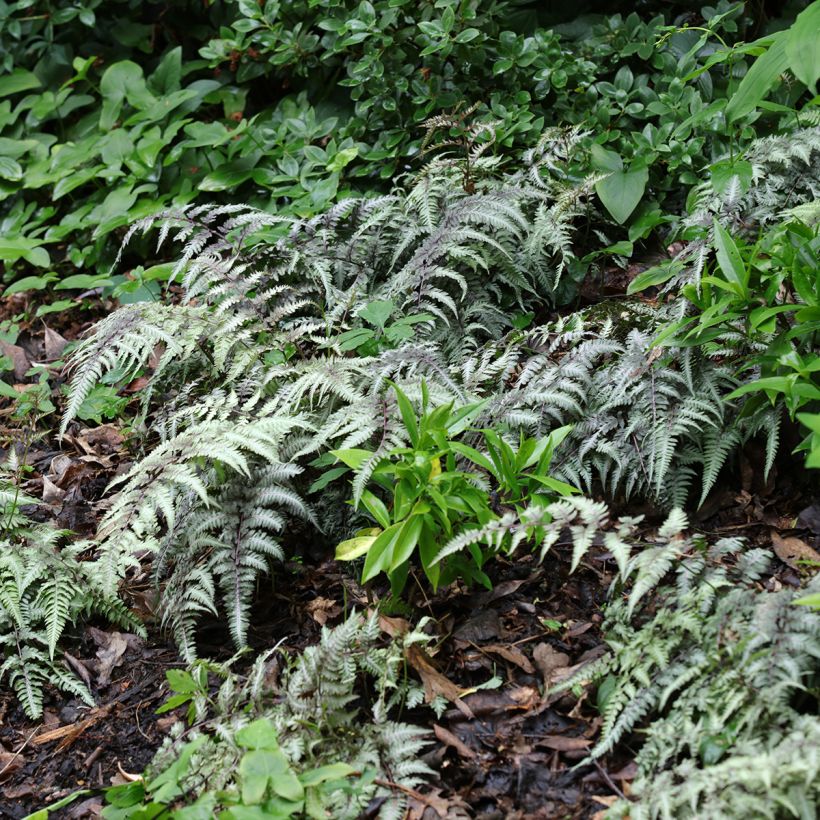 Athyrium niponicum Pewter Lace - Painted Fern (Plant habit)