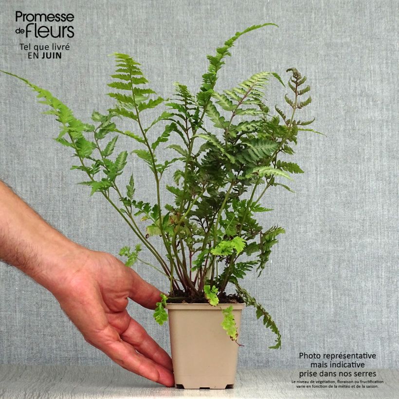 Athyrium niponicum var. pictum Red Beauty - Painted Fern 8/9 cm pot sample as delivered in summer