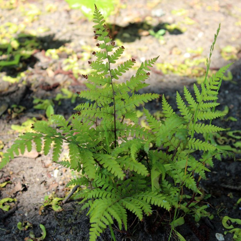 Athyrium vidalii - Lady Fern (Plant habit)