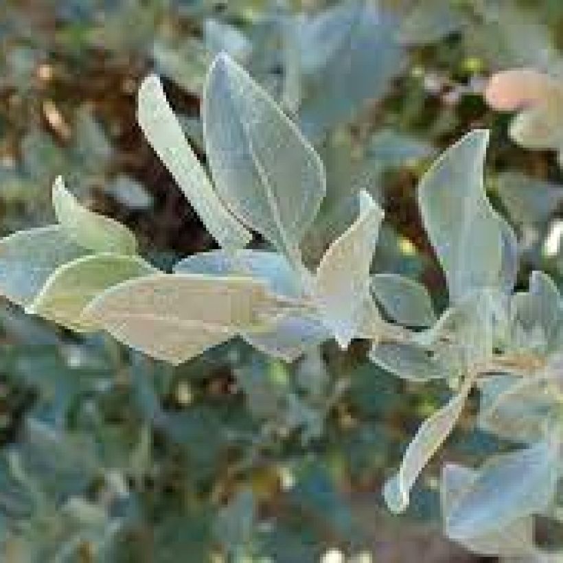 Atriplex halimus (Foliage)