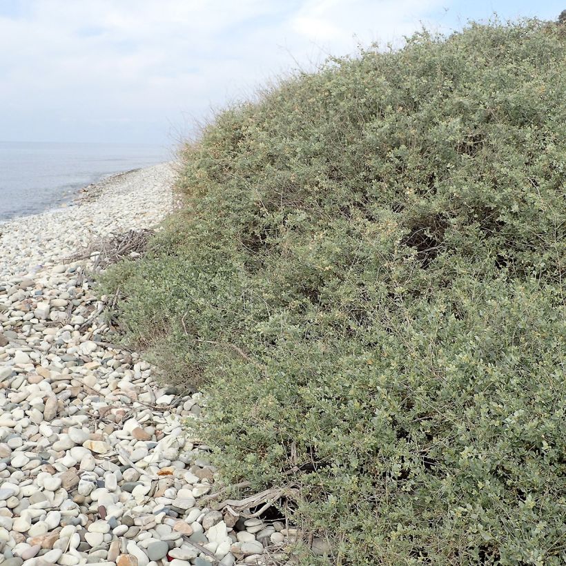 Atriplex halimus (Plant habit)