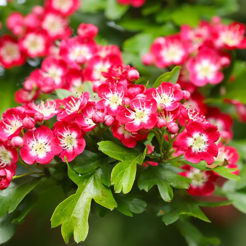 Crataegus laevigata Crimson Cloud - Hawthorn (Flowering)