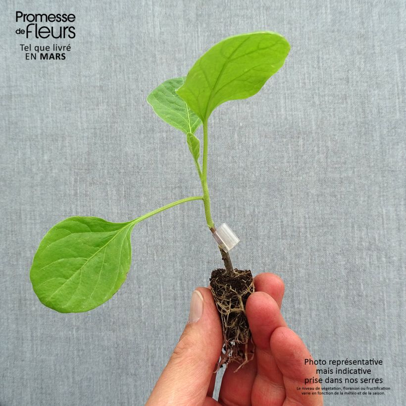 Aubergine Clara F1 GRAFTED ORGANIC seedlings Plug plant 1.5/2.5 cm sample as delivered in spring