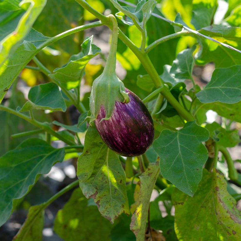 Aubergine Listada de Gandia - Eggplant (Plant habit)