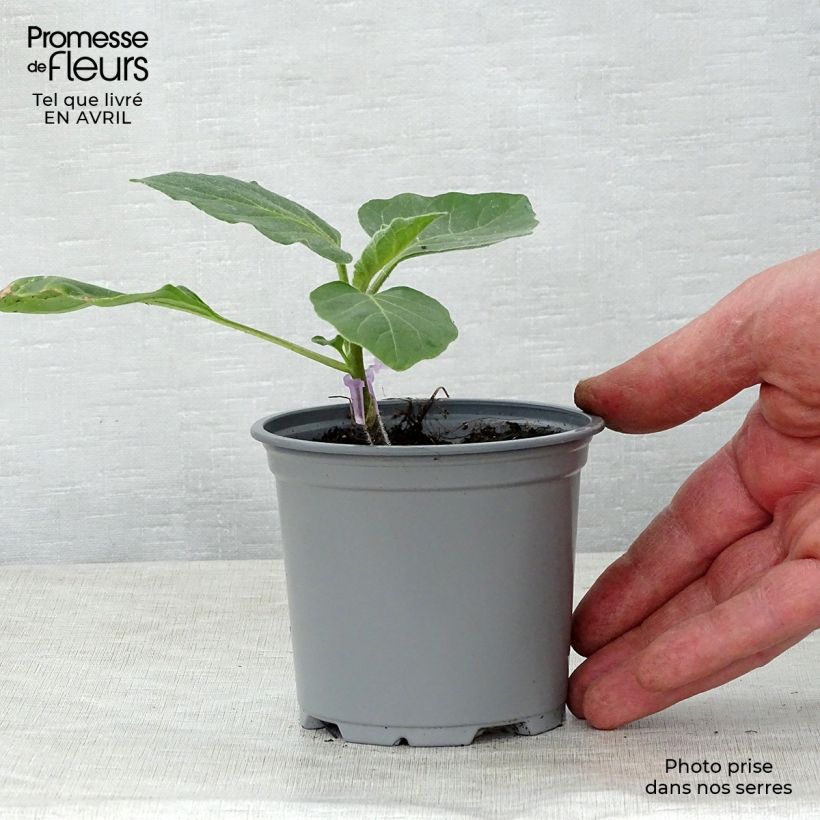 Aubergine Rania F1 en plants GREFFES en pot de 10,5 cm sample as delivered in spring